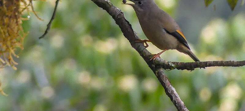 Bird