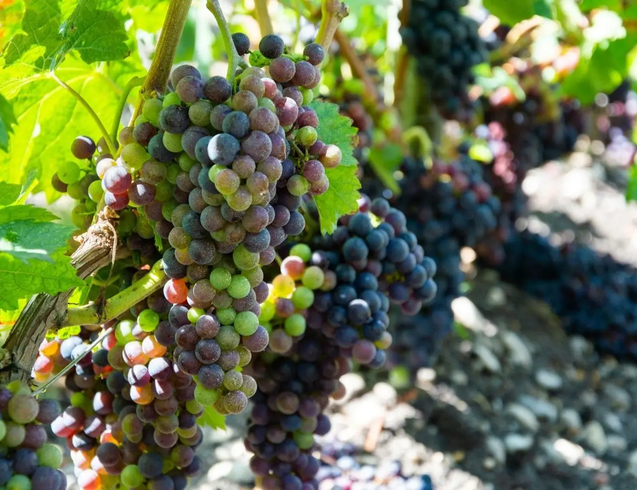 Picture for The Complete Guide to Cycling Bordeaux article