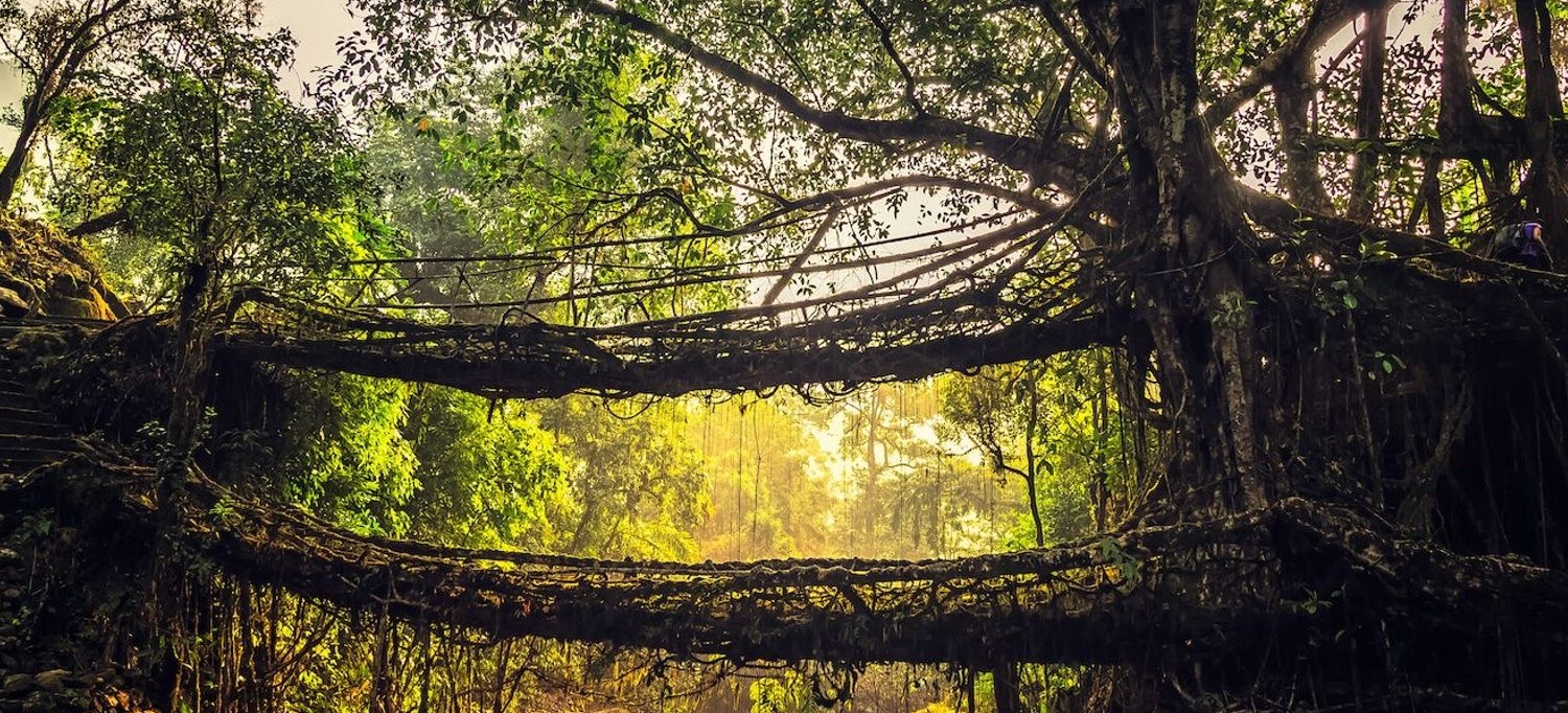 meghalaya_double_root