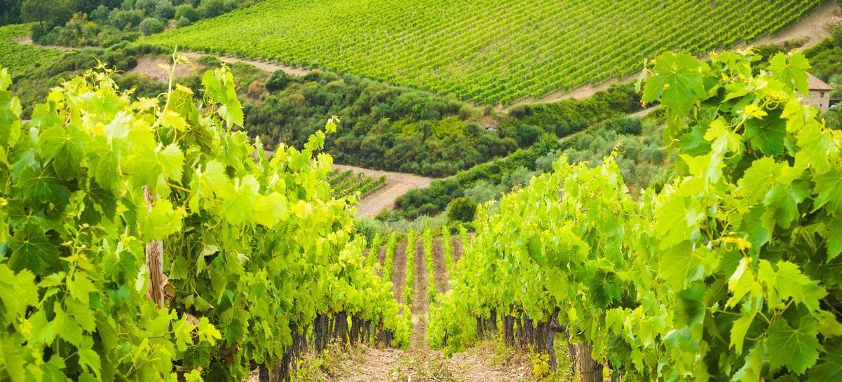 cycling tuscan wine country 1201x601