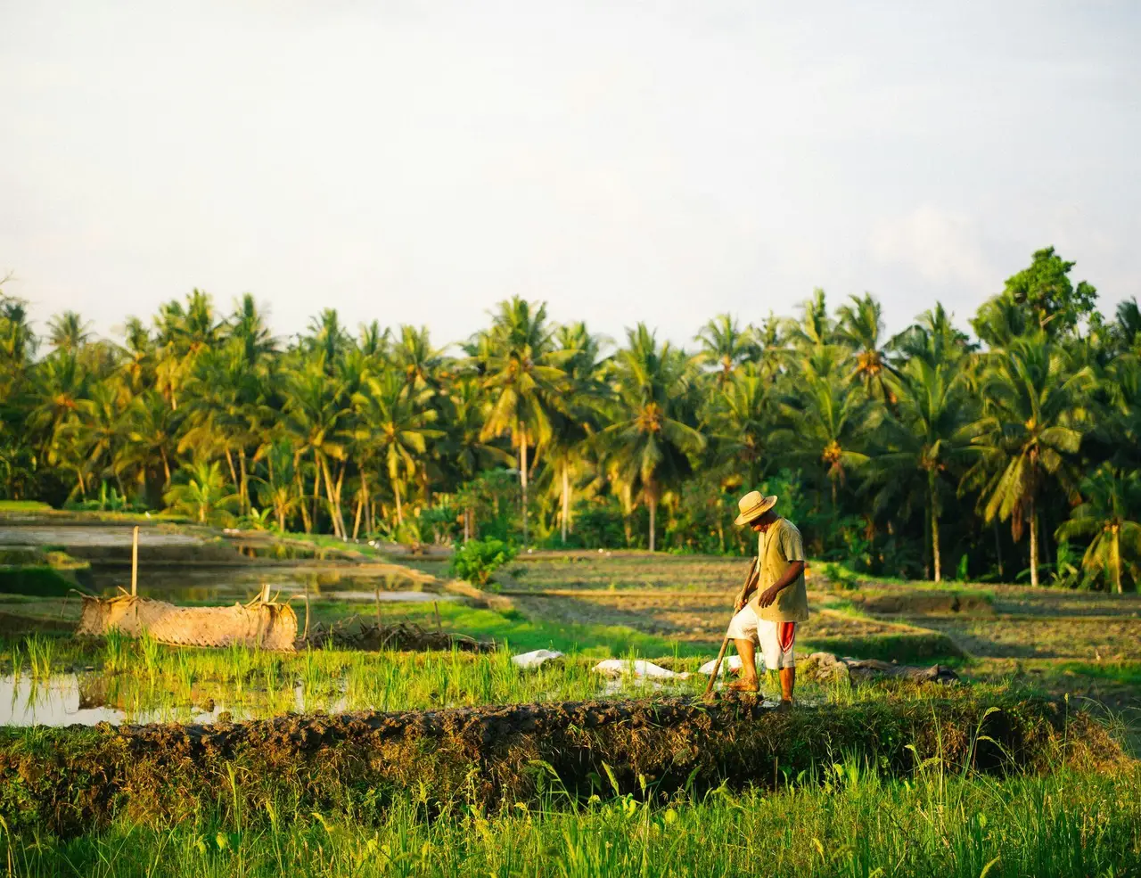 Picture for The Complete Guide to Hiking the Pekoe Trail  article