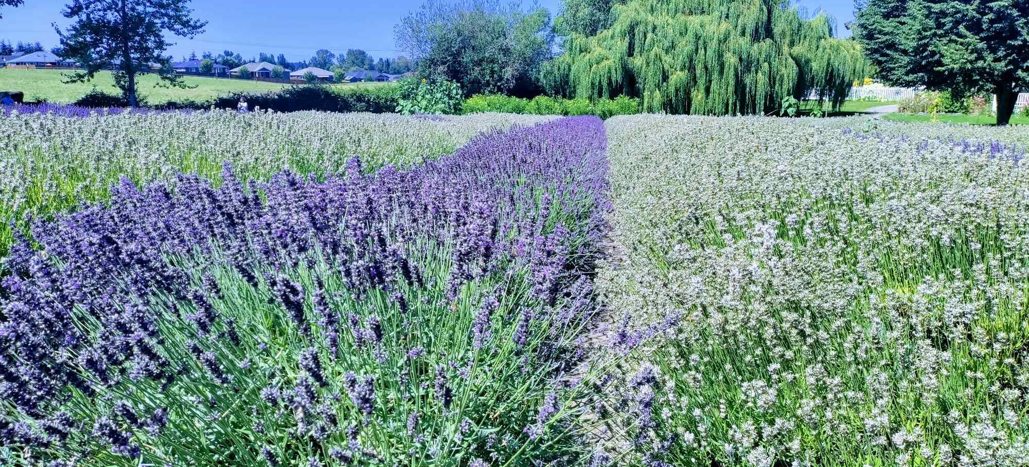 Lavendar fields Luberon (1)