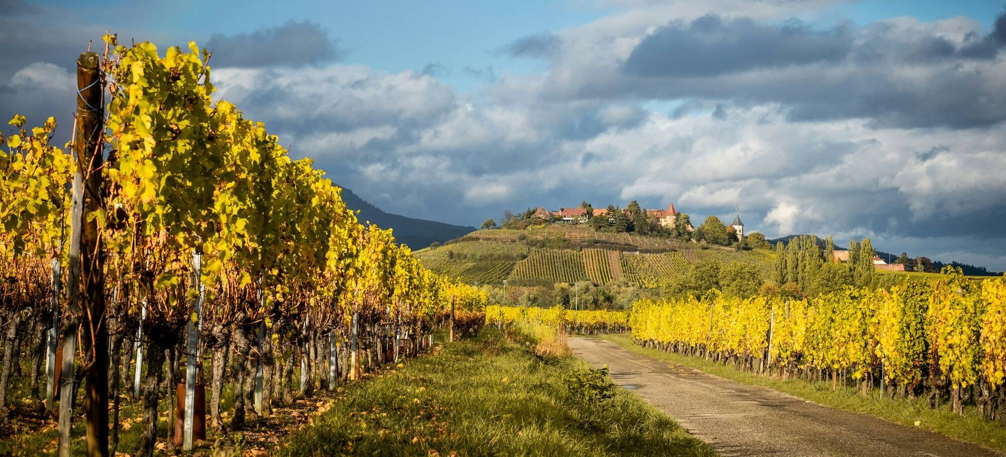Vineyards (1)