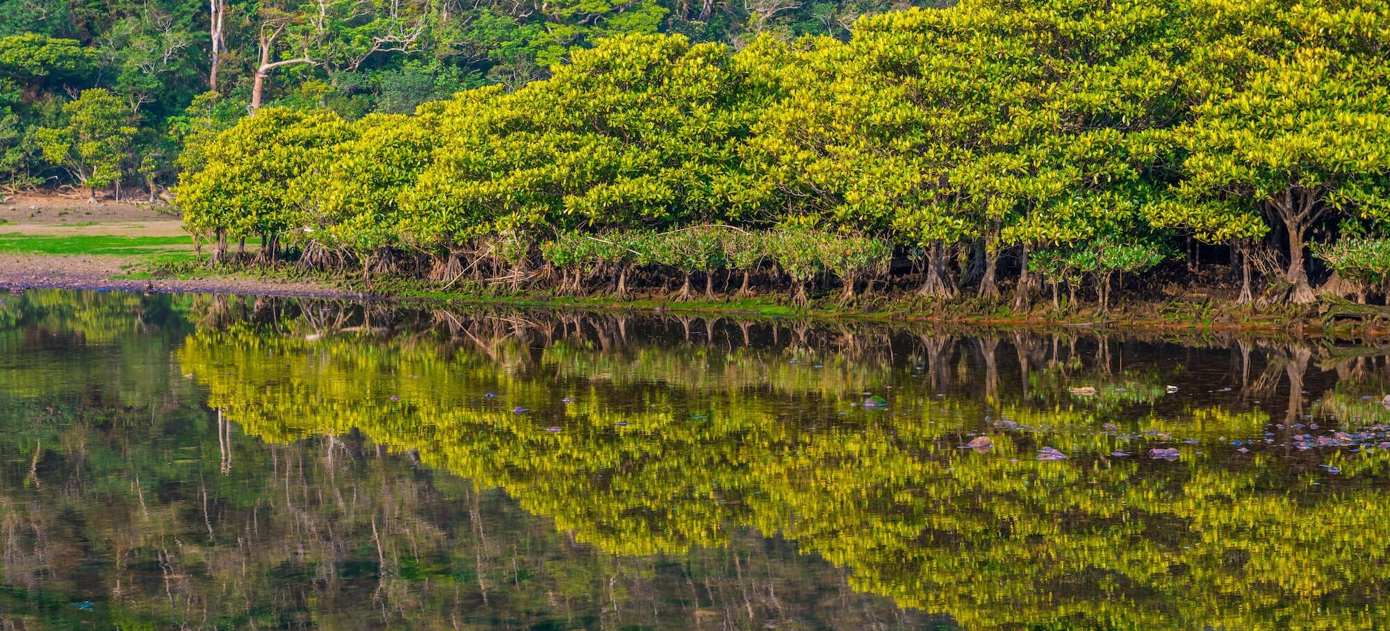 DAY 4_Mangrove Forest