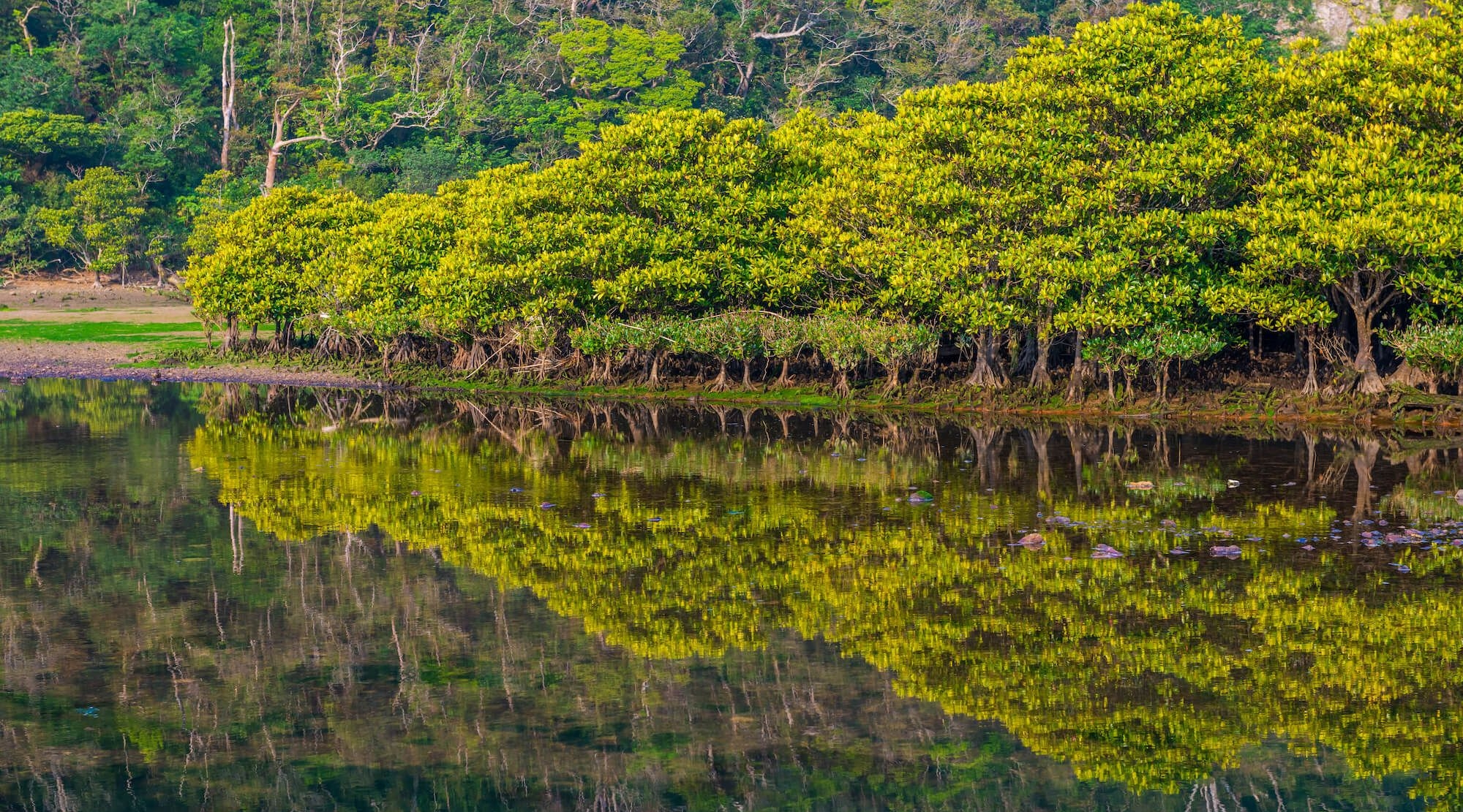 DAY 4_Mangrove Forest
