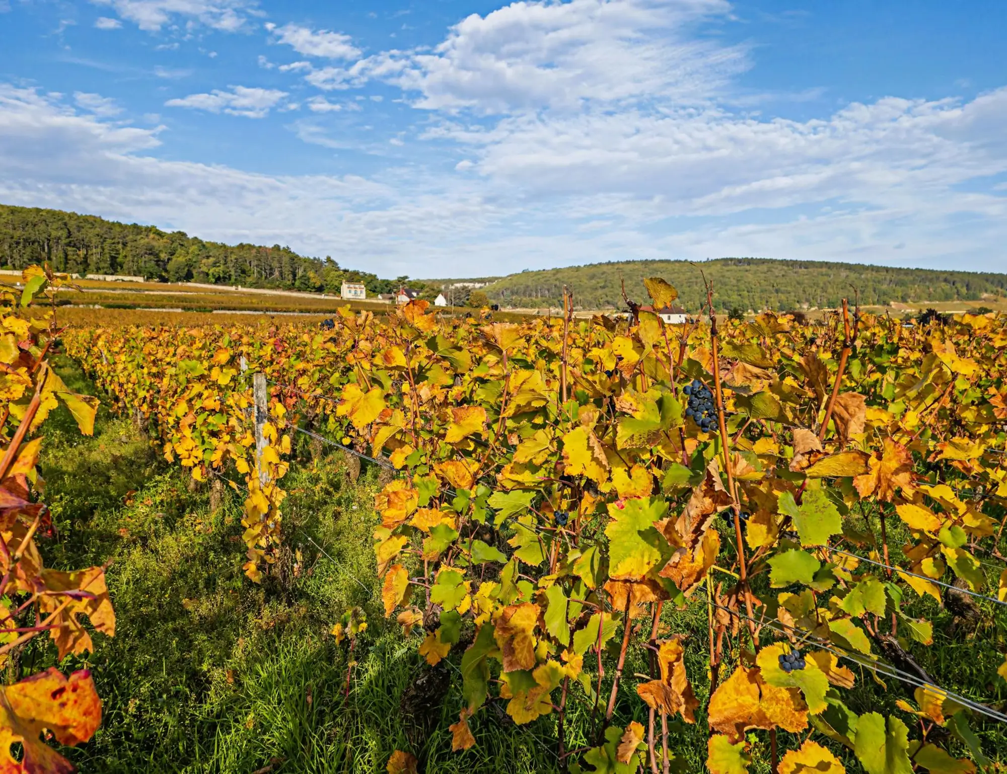 Exploring Burgundy Vineyards from Dijon to Beaune Walking Tour 