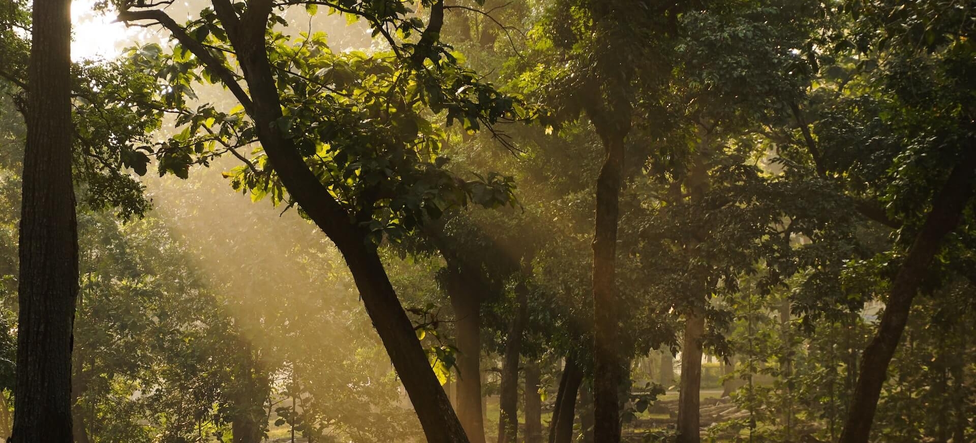 South Dandeli (1)
