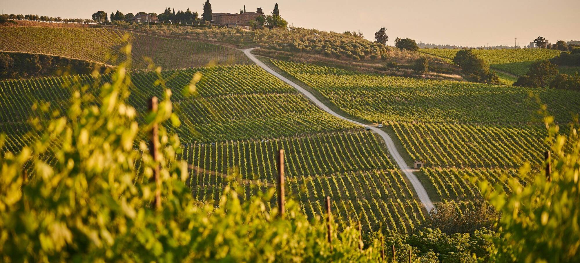 Girona vineyards (1)