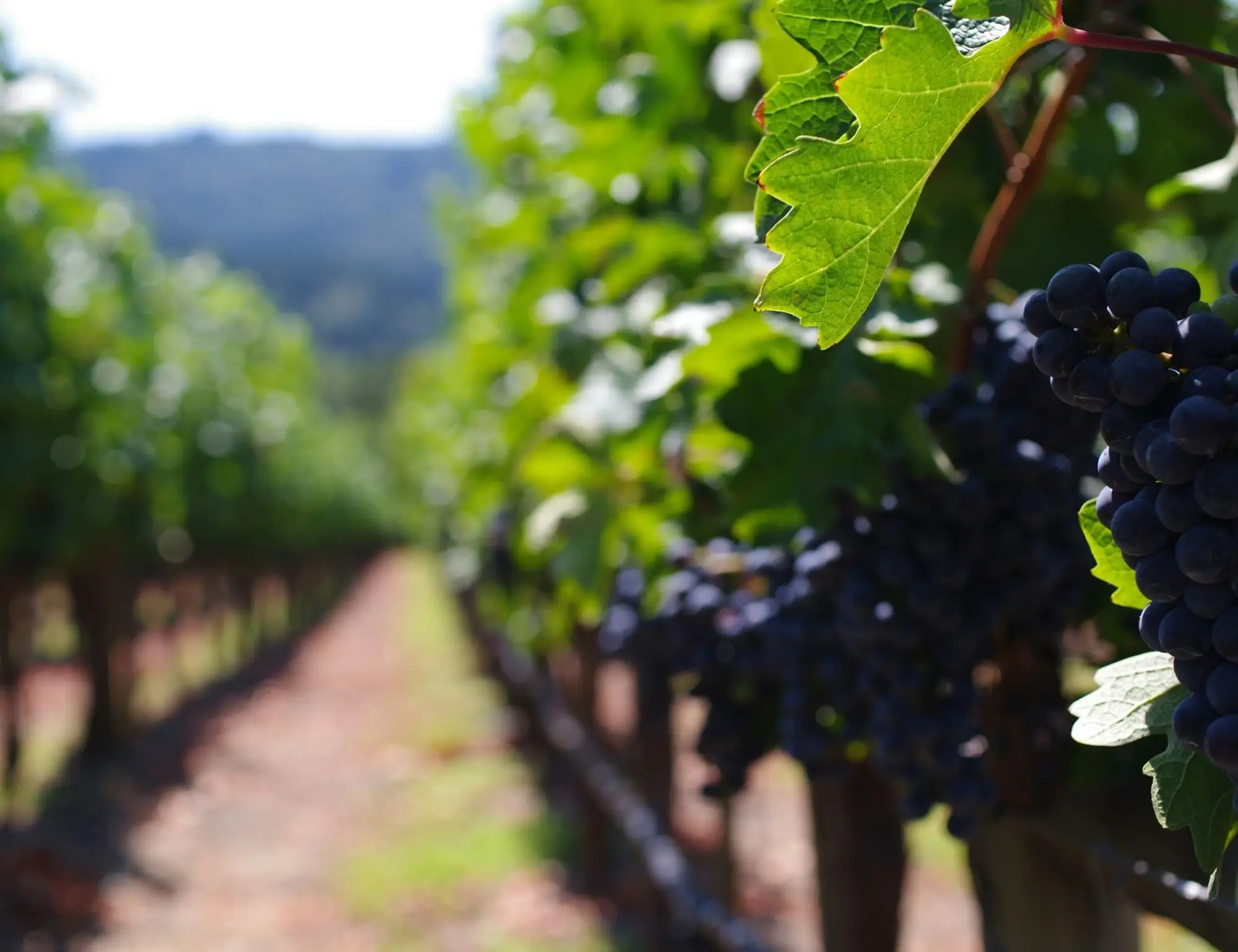 Châteaux and Wine Roads of Provence Bike Tour